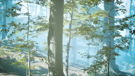 Sonniger,-Silhouettierter-Wald-Mit-Sonnenstrahlen-Durch-Nebel